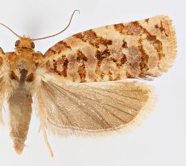  A .  georgiana . © Loren Jones. Image used with permission.